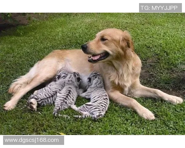 足球明星与他们的宠物们：那些令人心动的友情故事与温馨瞬间